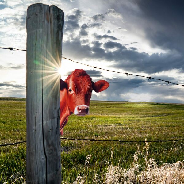 Next Innovations Peeking Meat Cow 101156019